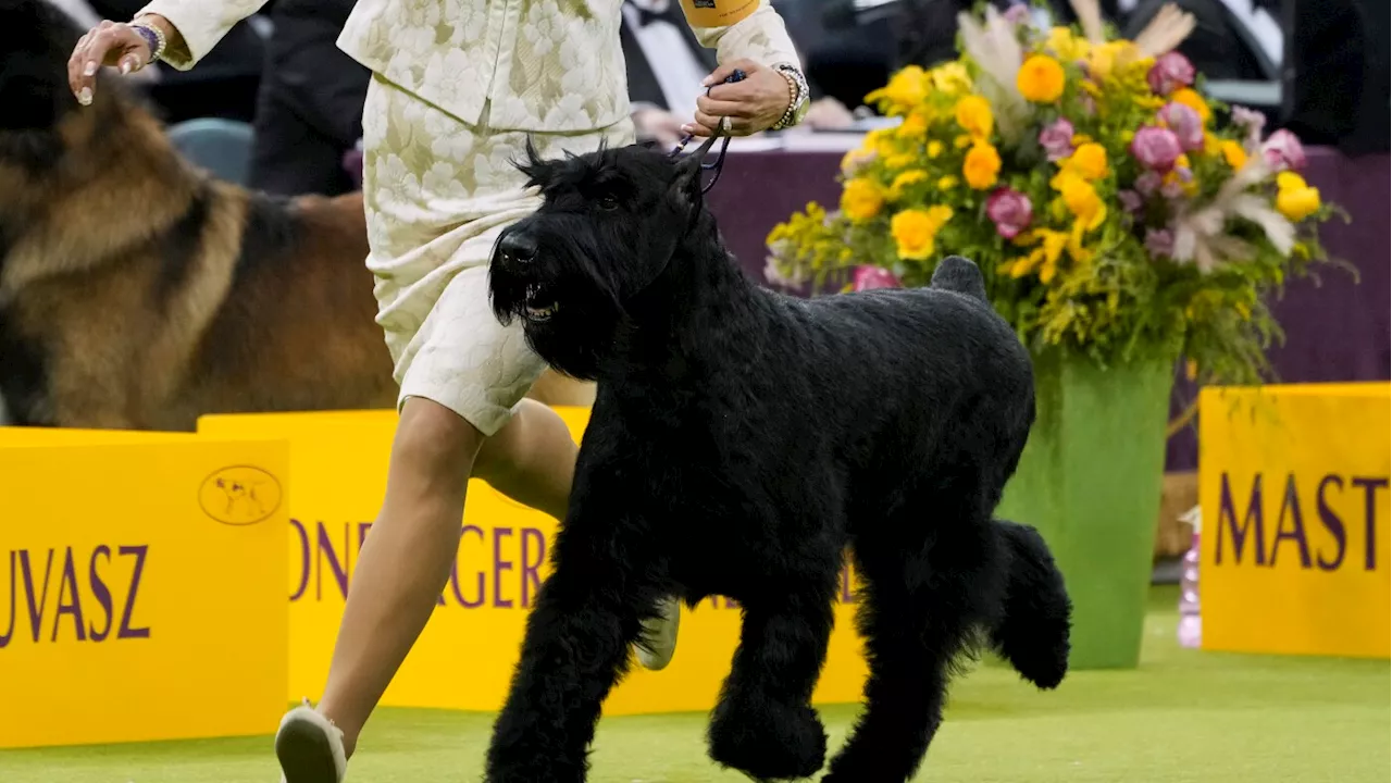 A giant schnauzer named Monty has won the top prize at the Westminster Kennel Club