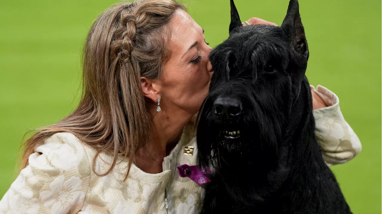 Monty the Giant Schnauzer Wins Best in Show at Westminster Kennel Club Dog Show