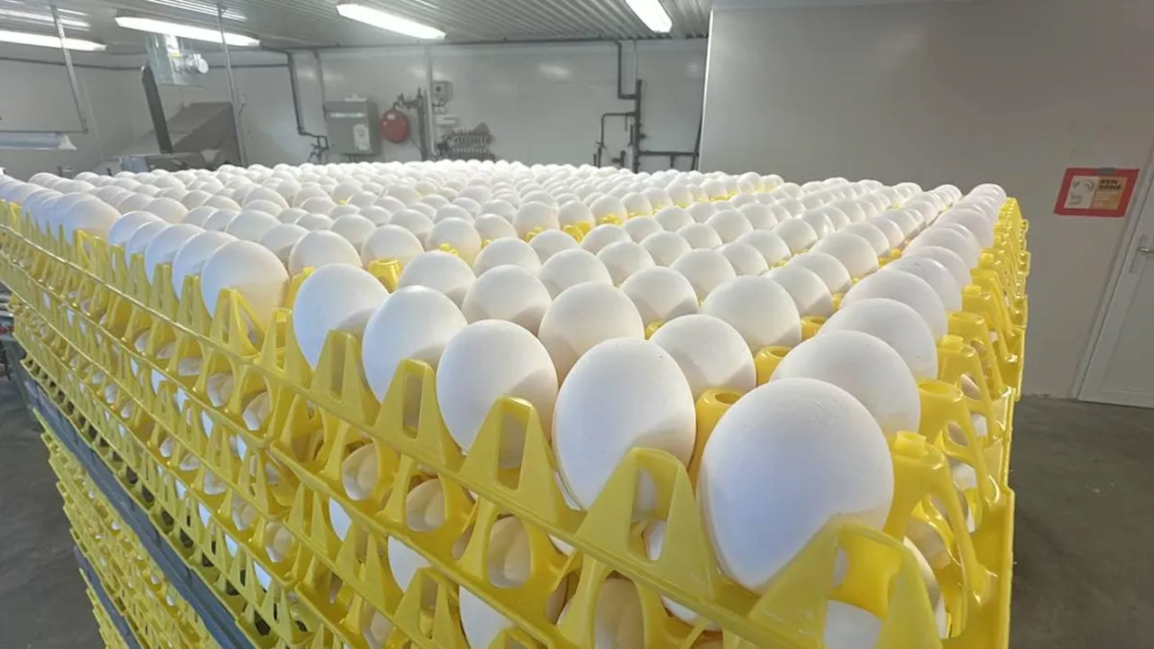 Over 10 Millioner Egg Er Tilbakekalt i Norge: Lokale Producenter I Agder Gir Beskjed