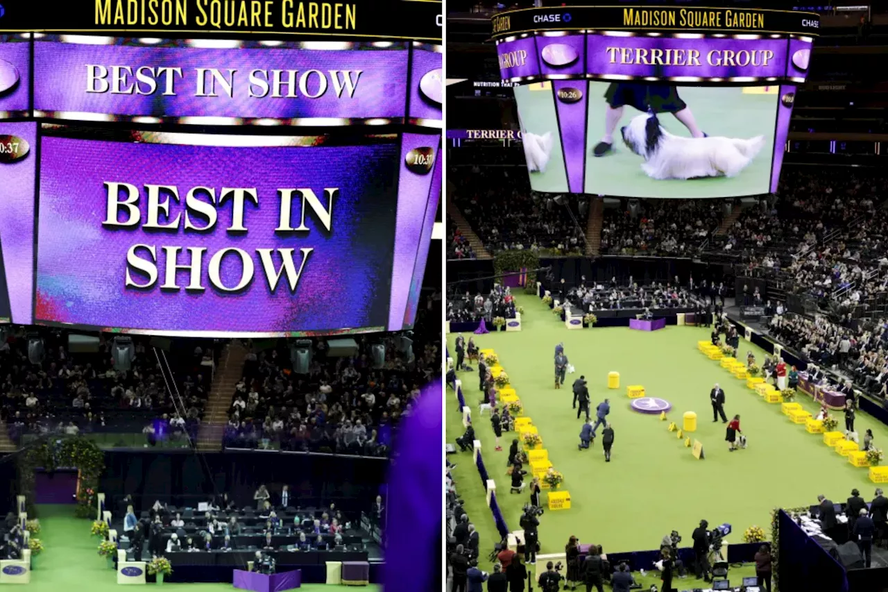 Giant Schnauzer Monty Crowned Best in Show at Westminster Kennel Club Dog Show