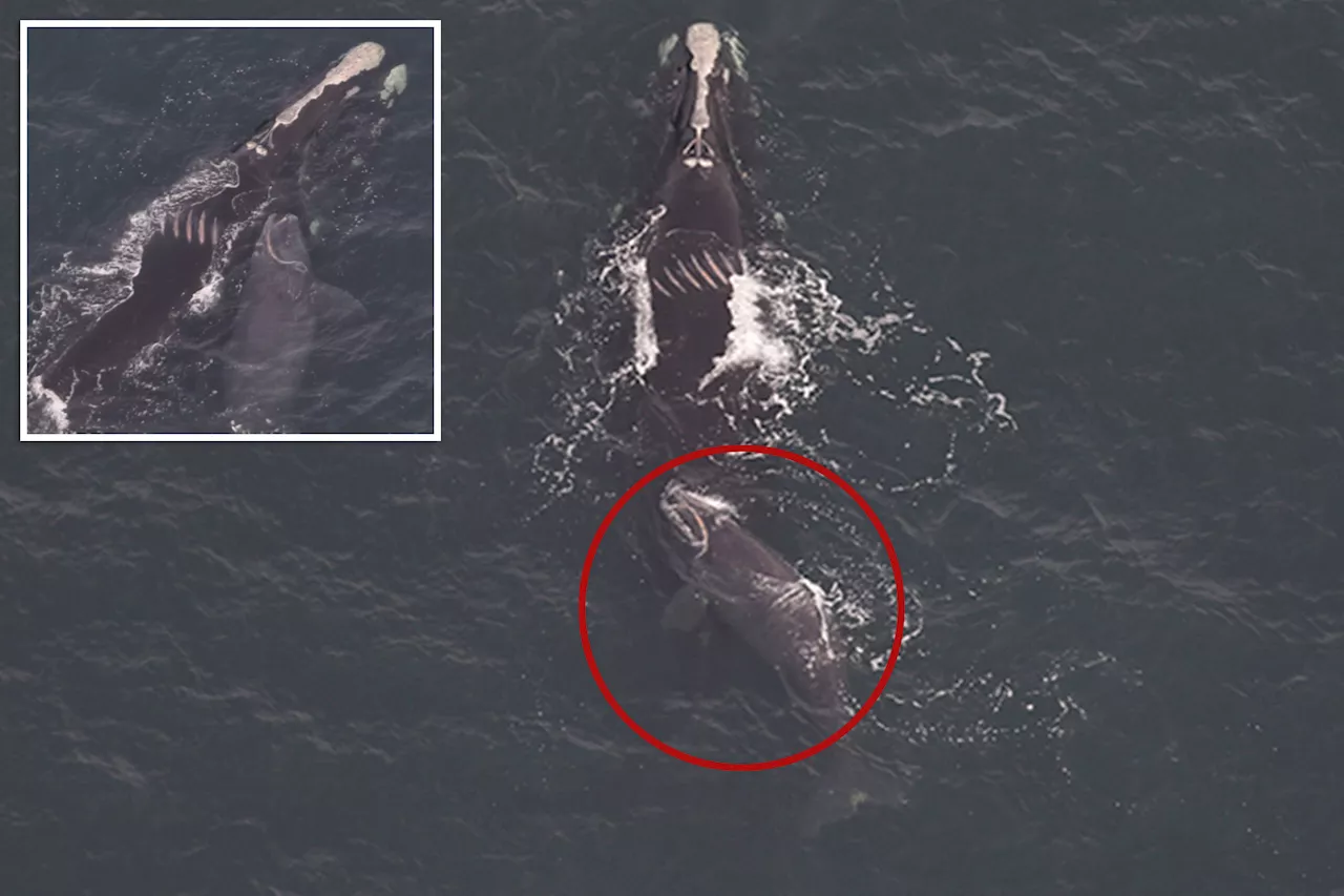 Rare Momma Whale and Newborn Spotted Off New York City