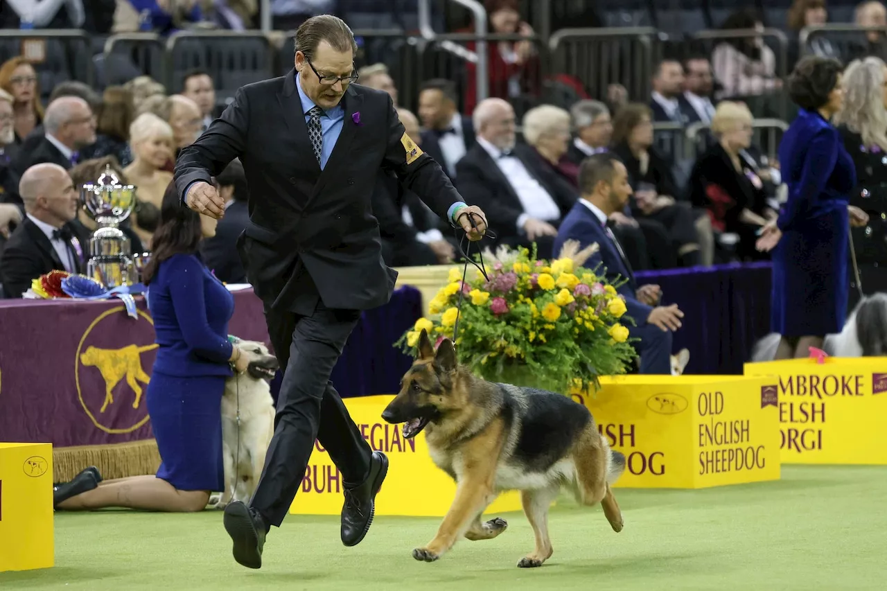 Big Dogs Shine at Westminster Kennel Club Dog Show