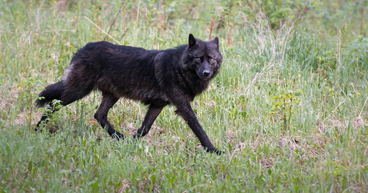 Rare Black Wolves Spotted in Poland