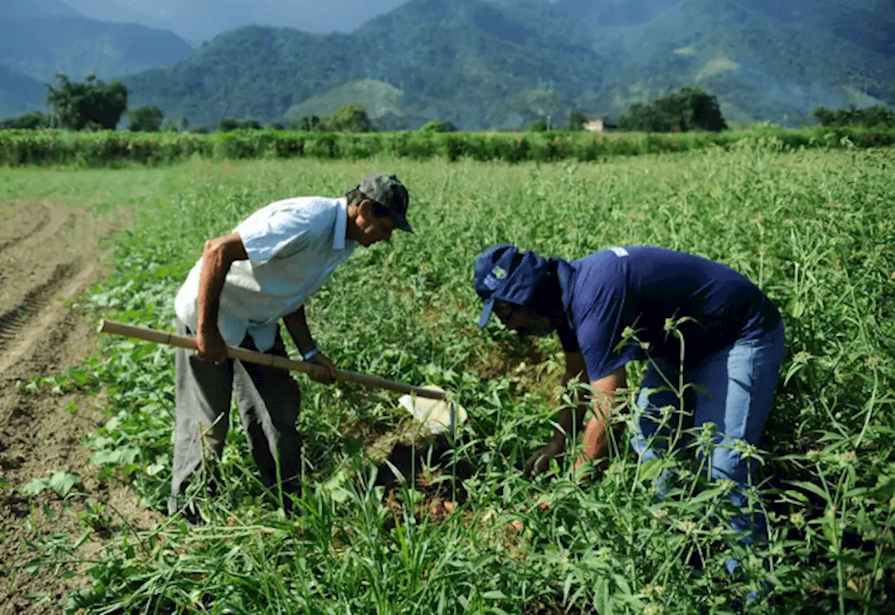 Governo lança programa Desenrola Rural para renegociação de dívidas de produtores rurais