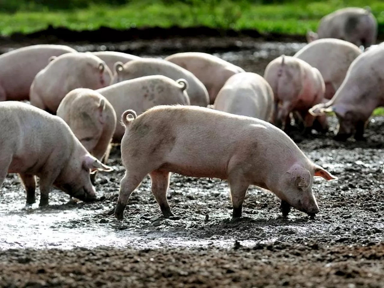 British Pork Campaign Ignites Consumers' Interest