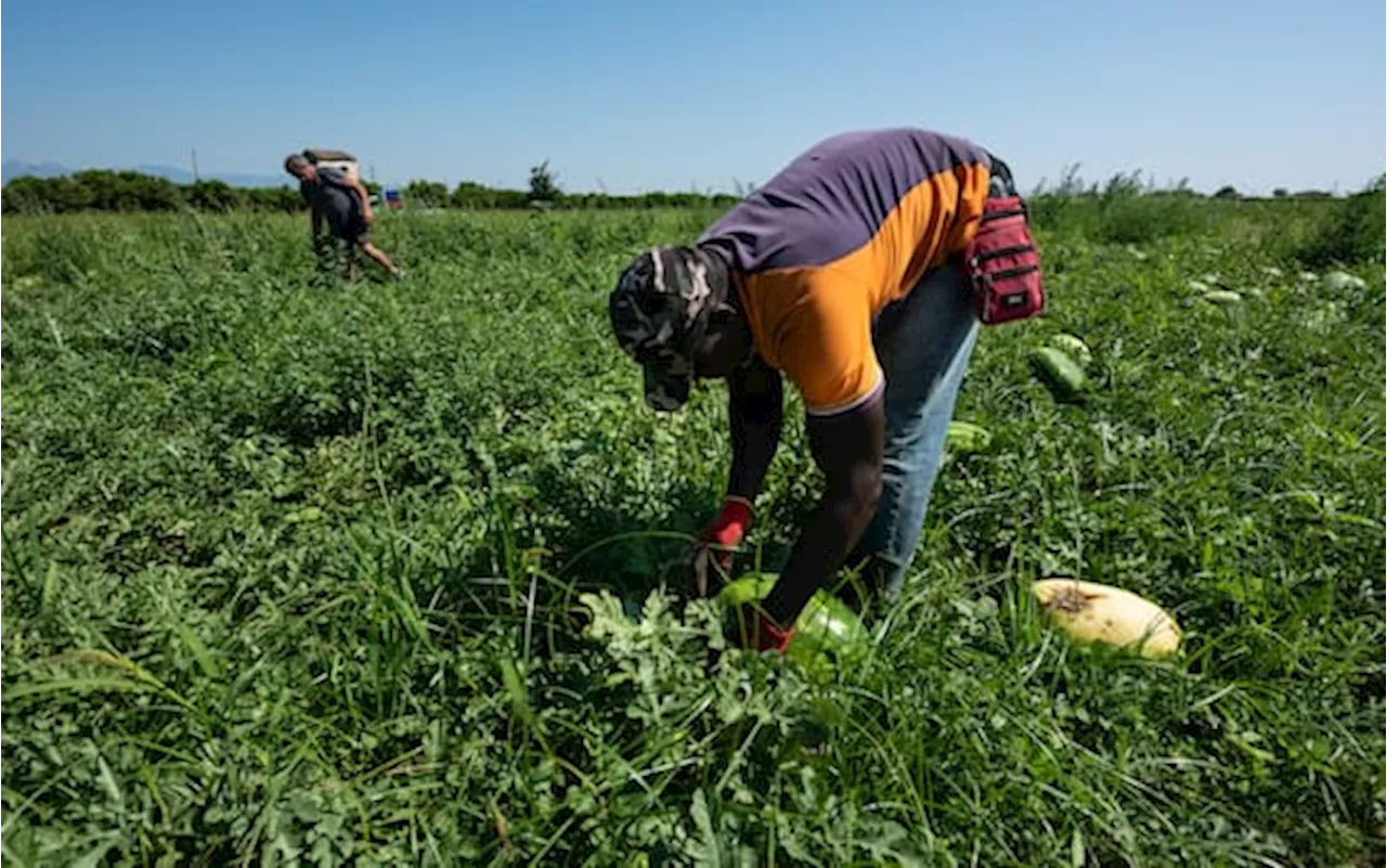 Lavoro, Coldiretti: “Mancano 100 mila occupati nei campi in Italia”