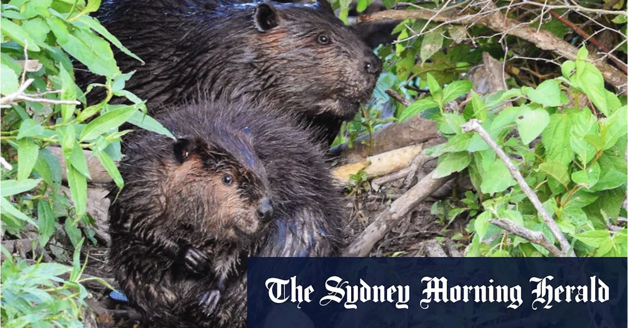 Beavers finish seven-year dam project in two days