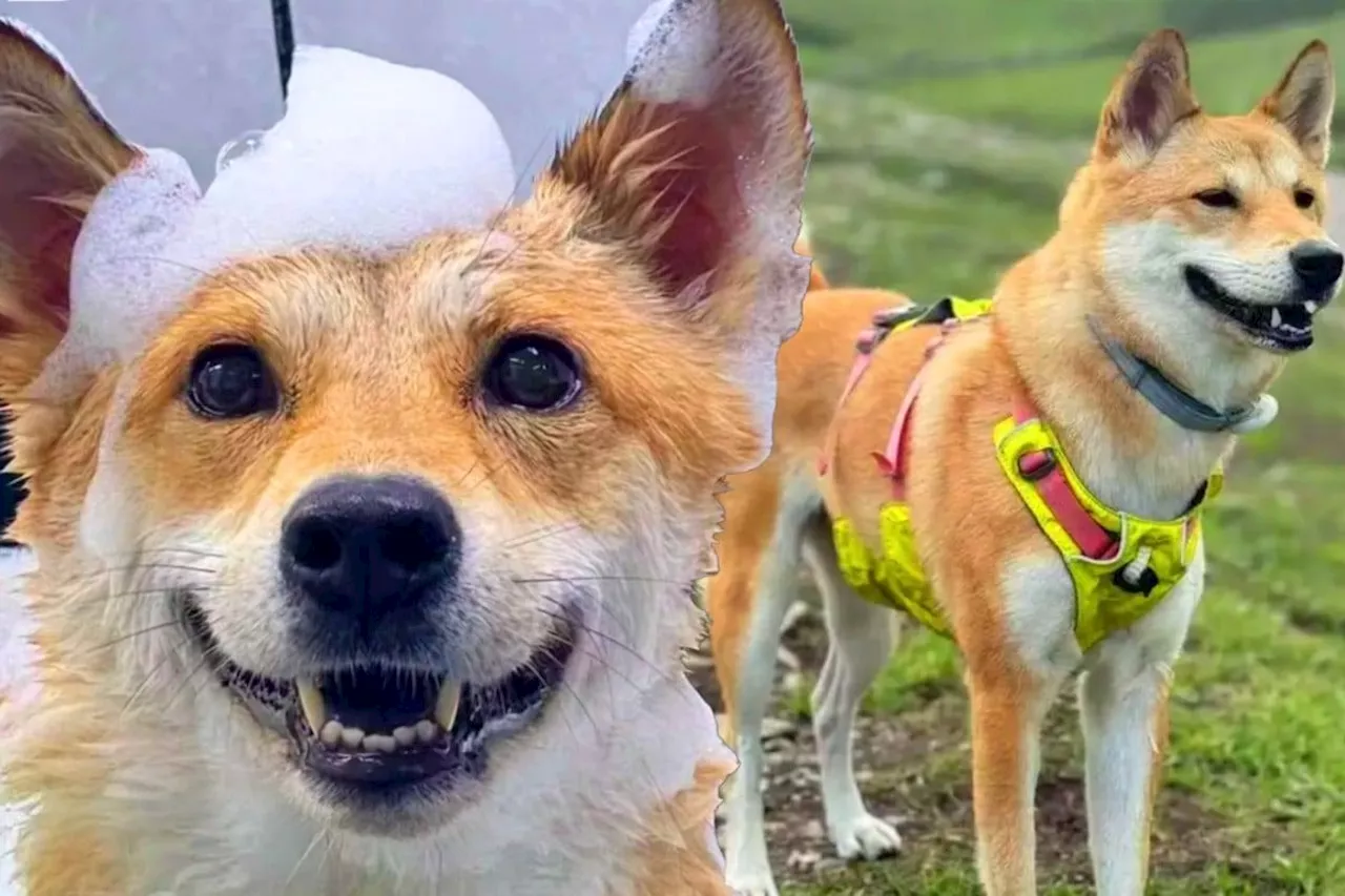 Highway Workers in China Eat Escaped Dog After Accident, Spark Public Outrage