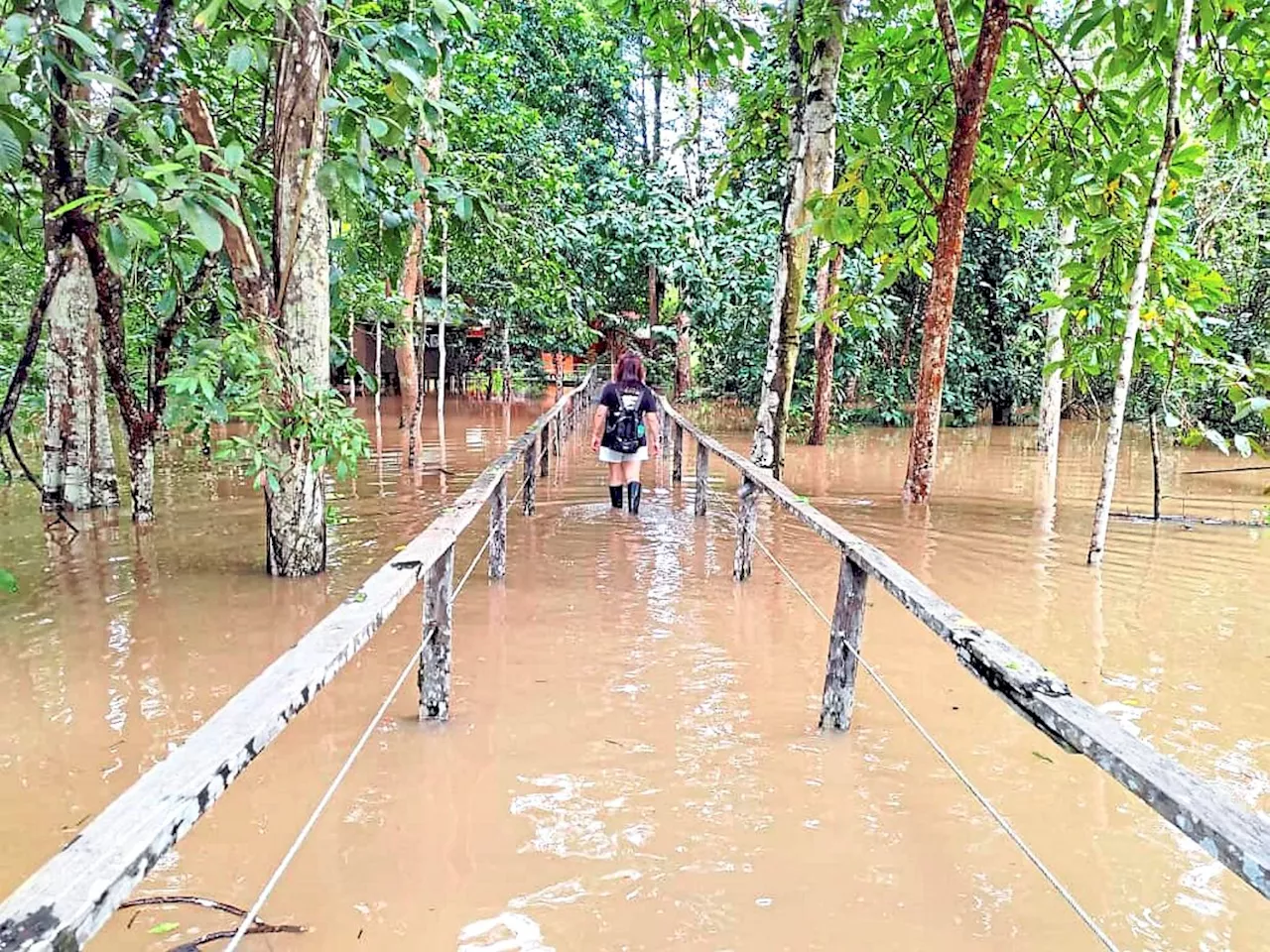 Kinabatangan Floods Cripple Ecotourism Hub, Leaving Businesses Stranded