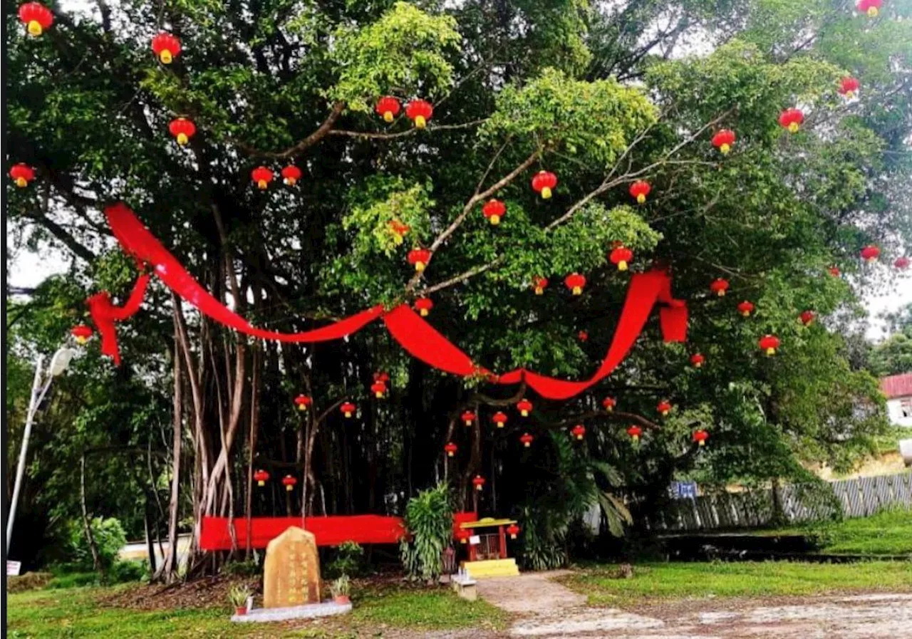 Red Ribbons, lasting wishes: Tham Kung Temple's Wishing Tree gains popularity