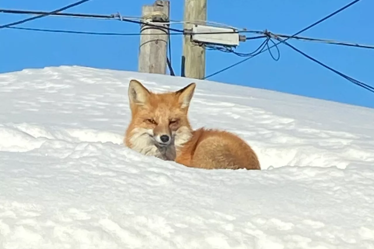 Foxes Take a Nap on Family's Garage Roof