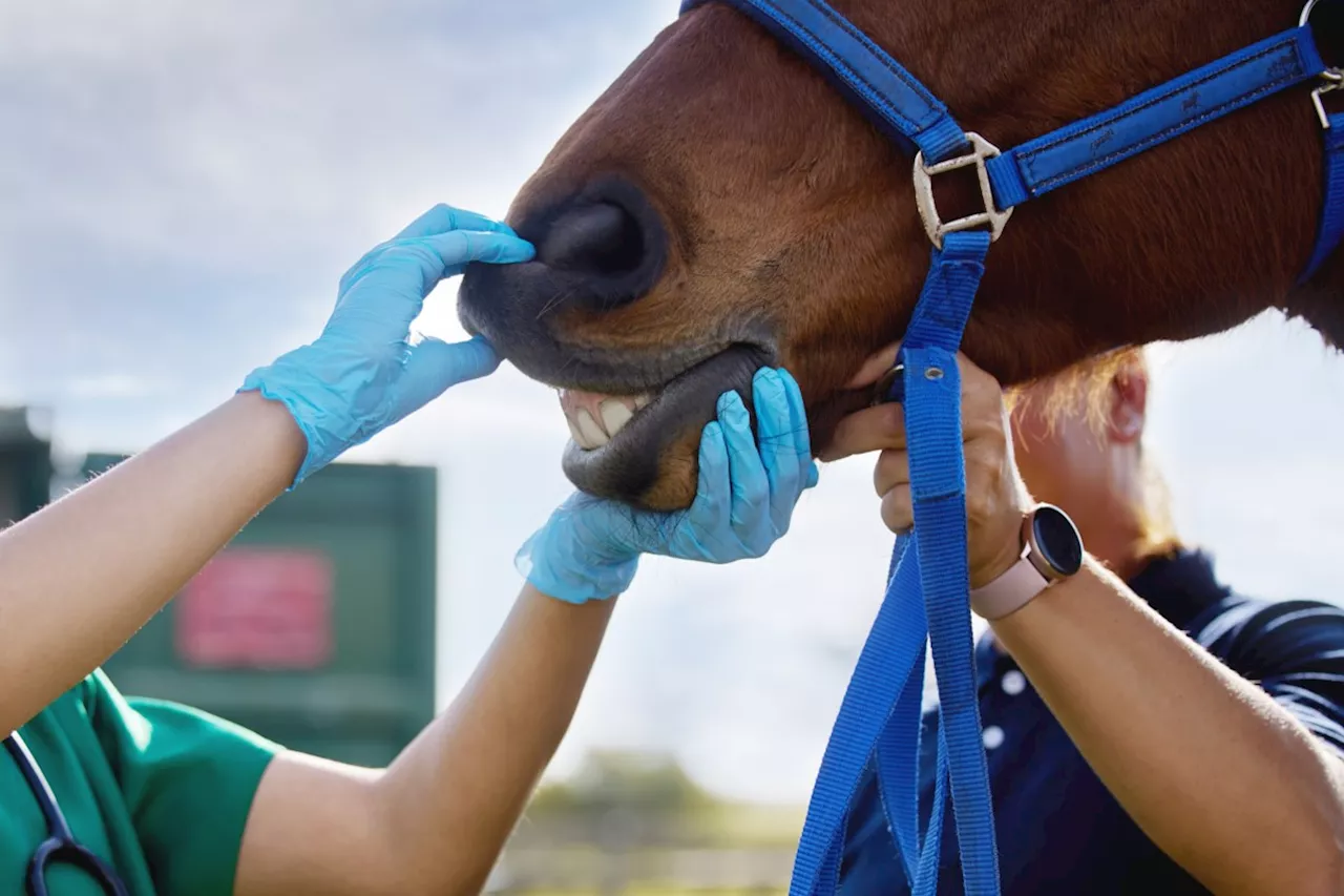 Thunder Bay Horse Owner Loses Appeal to Have Animals Returned