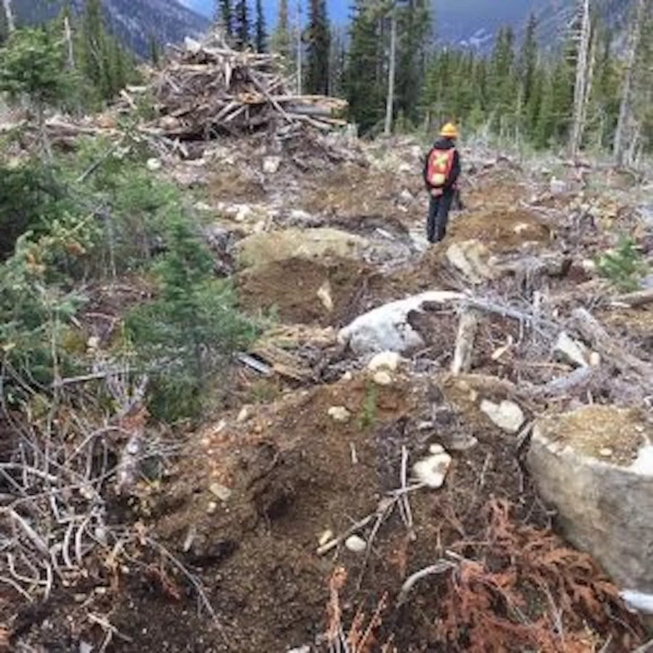 Forest Practices Board Clears Interfor of Whitebark Pine Mismanagement