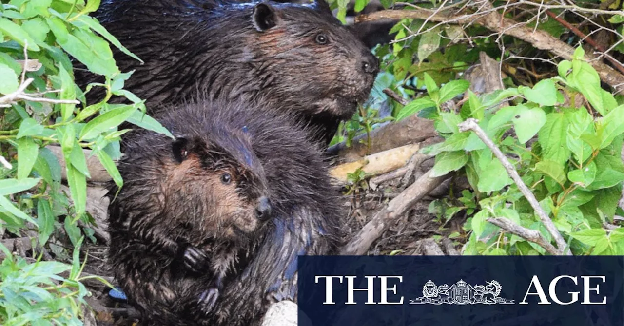 Beavers Complete Dam Project, Saving Czech Government Millions