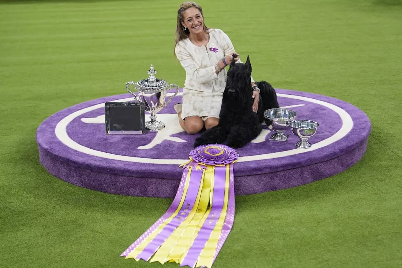 Giant Schnauzer Monty Wins Top Prize at Westminster Kennel Club Dog Show