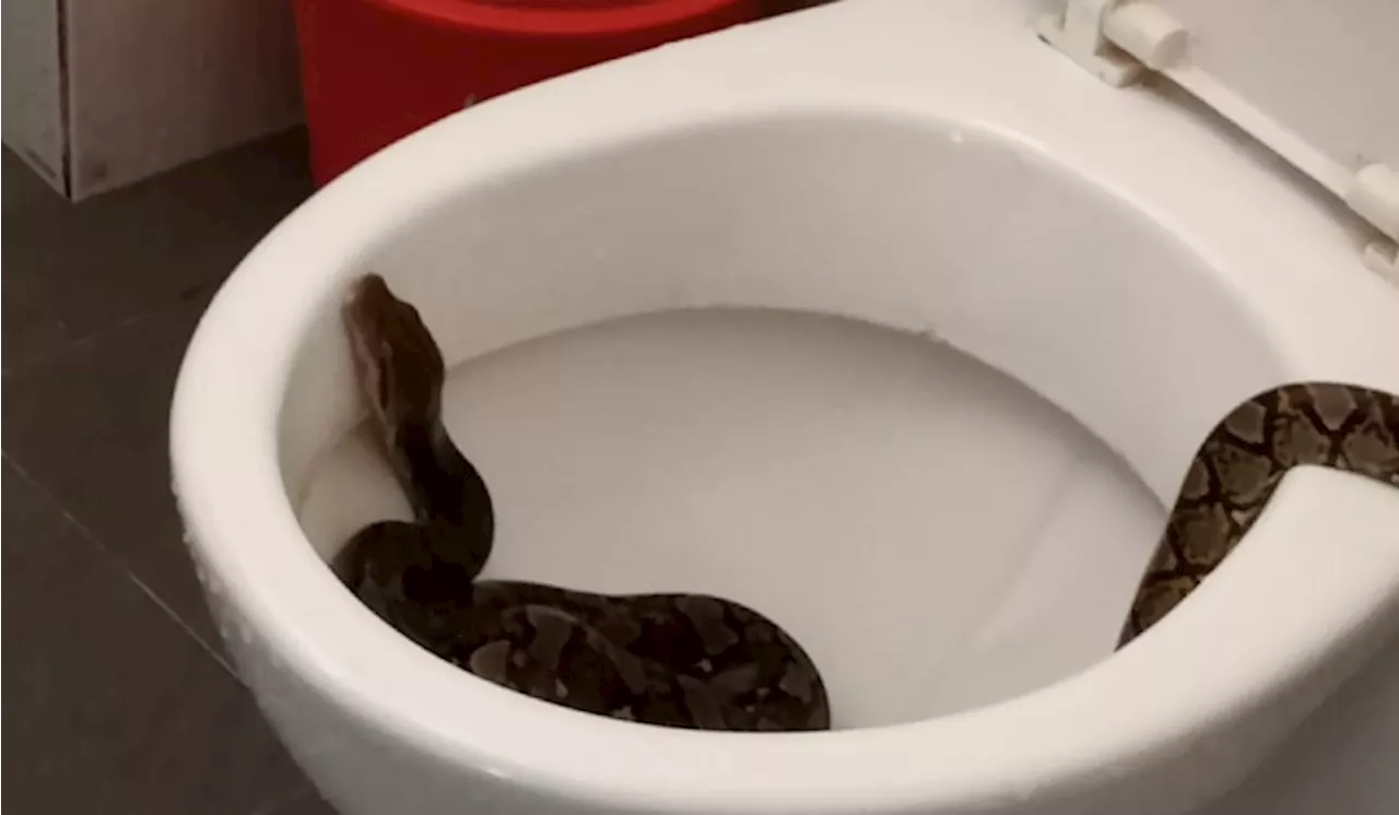 Boy Bitten by Reticulated Python in Bathroom Sink