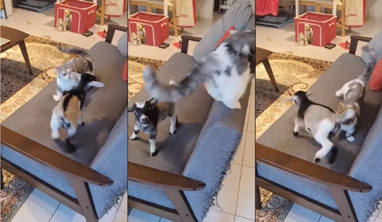 Cat and Goat Become Best Friends in Adorable Living Room Play