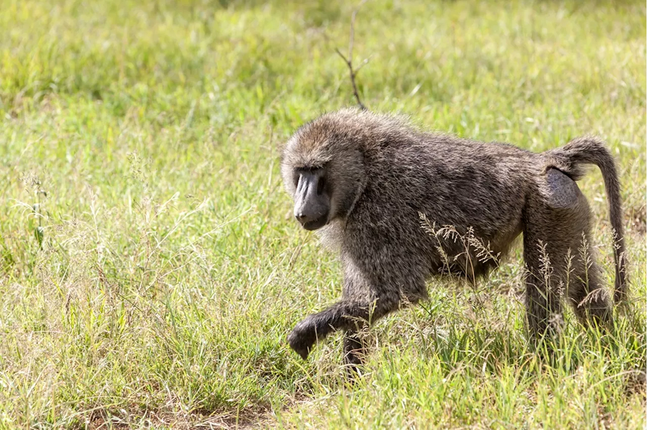 Another Wild Baboon on the Loose: What to Do If You Spot Him