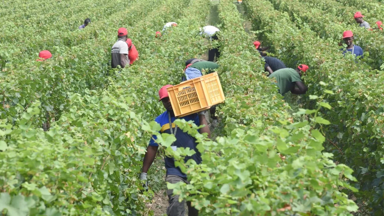 Crisi di Manodopera in Agricoltura: Coldiretti Allarma per la Mancanza di 100mila Lavoratori