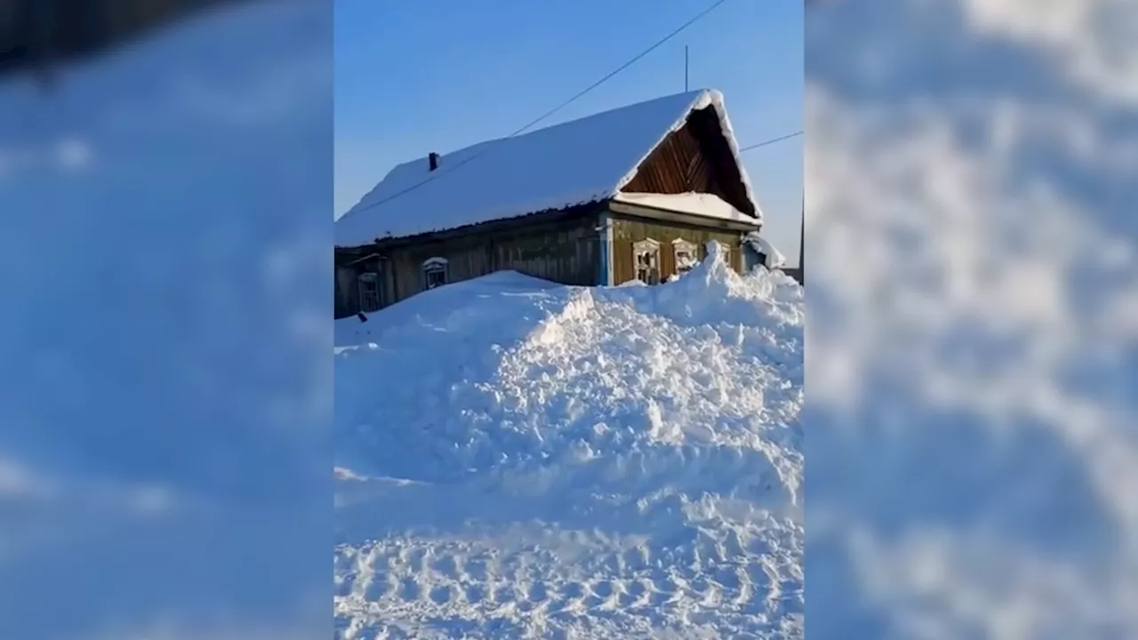 Бездомные собаки напали на 10-летнюю девочку в Хабаровском крае