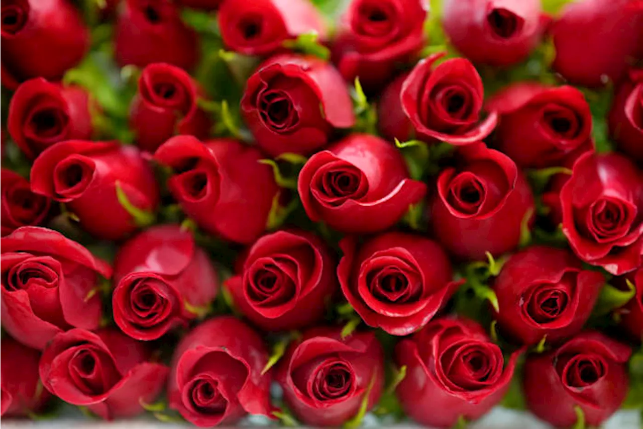 Avoid getting duped or dumped: BBB warns of last-minute floral scams ahead of Valentine’s Day