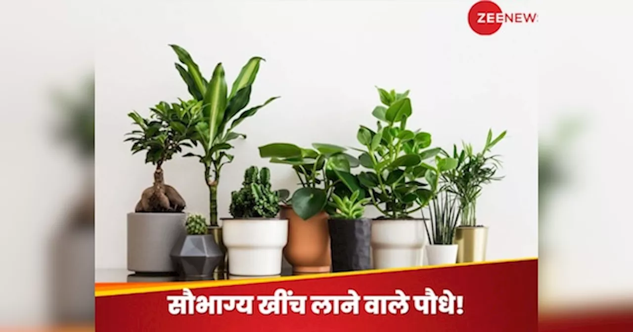 Plant Vastu Tips: महाभारत काल के वे 5 पवित्र पौधे, जो बदल सकते हैं किसी का भी भाग्य; सुख-समृद्धि की करते बारिश