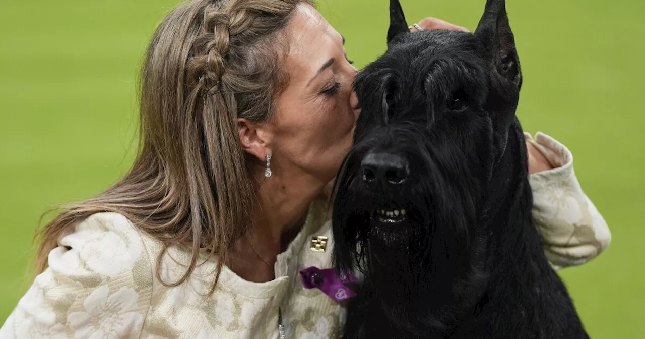 Monty the Giant Schnauzer Crowned Best in Show at Westminster Kennel Club Dog Show