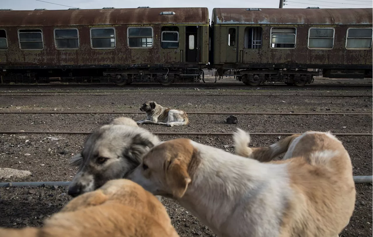 Maroc: La menace d'un massacre de millions de chiens errants avant la Coupe du Monde 2030