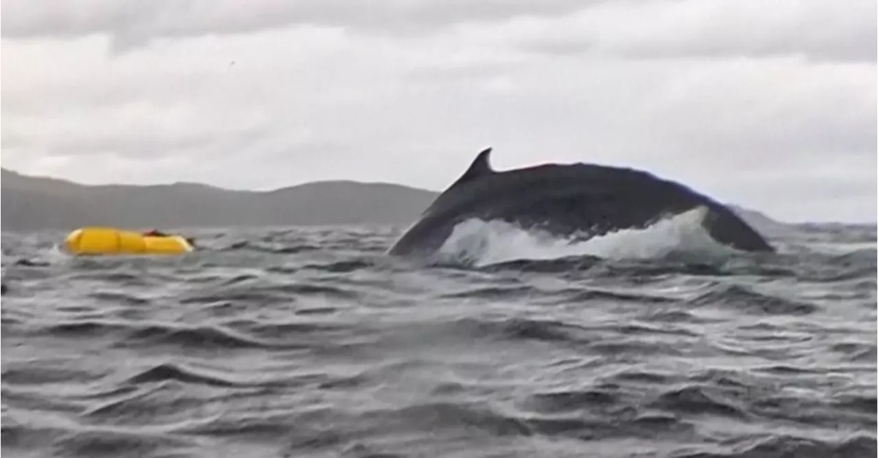 Humpback whale swallows kayaker before spitting him out