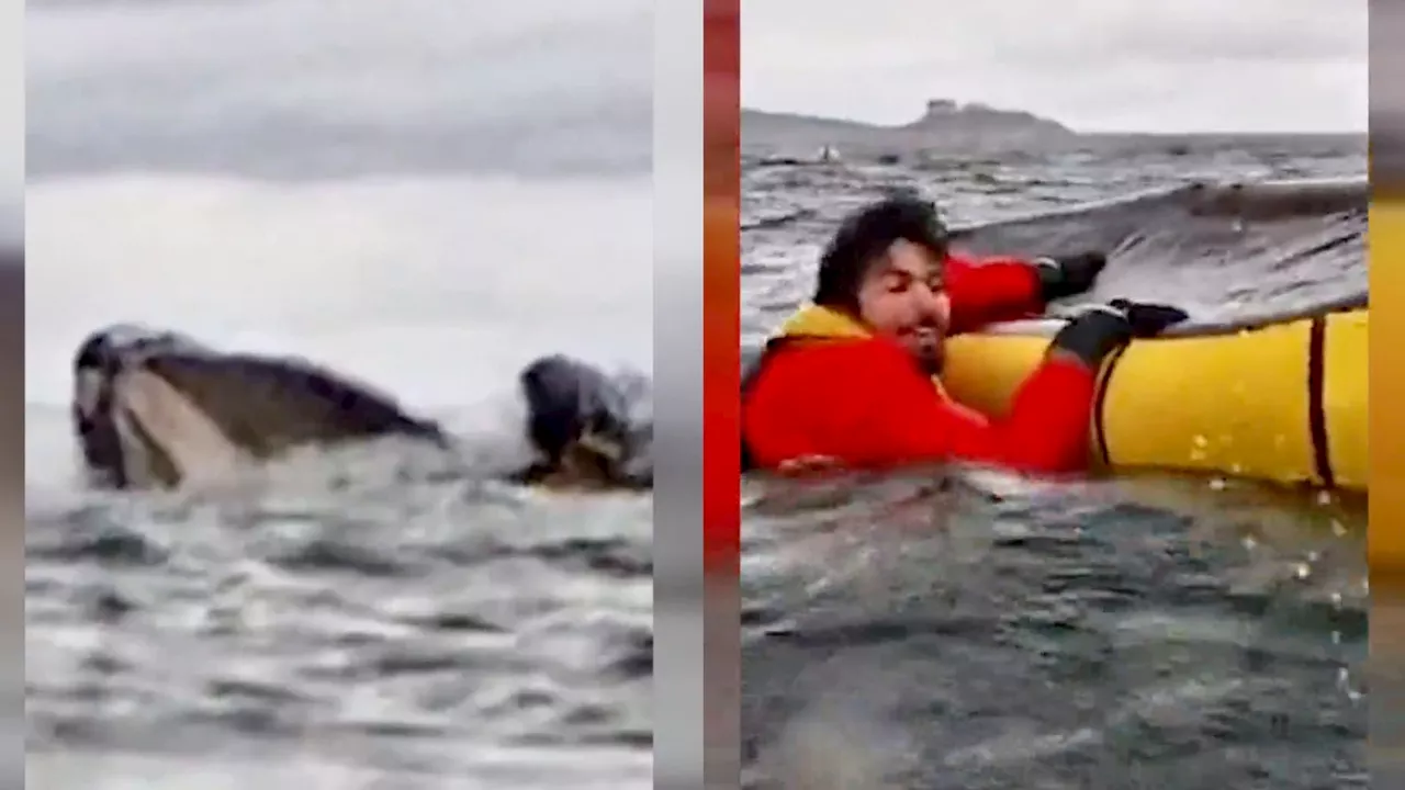 El momento exacto en que una ballena se traga y escupe a un joven que practicaba kayak en el Estrecho de Magal