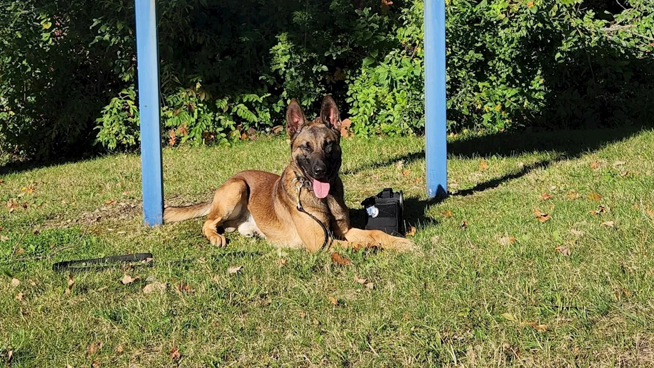 Maine State Police K-9 Preacher Killed in the Line of Duty