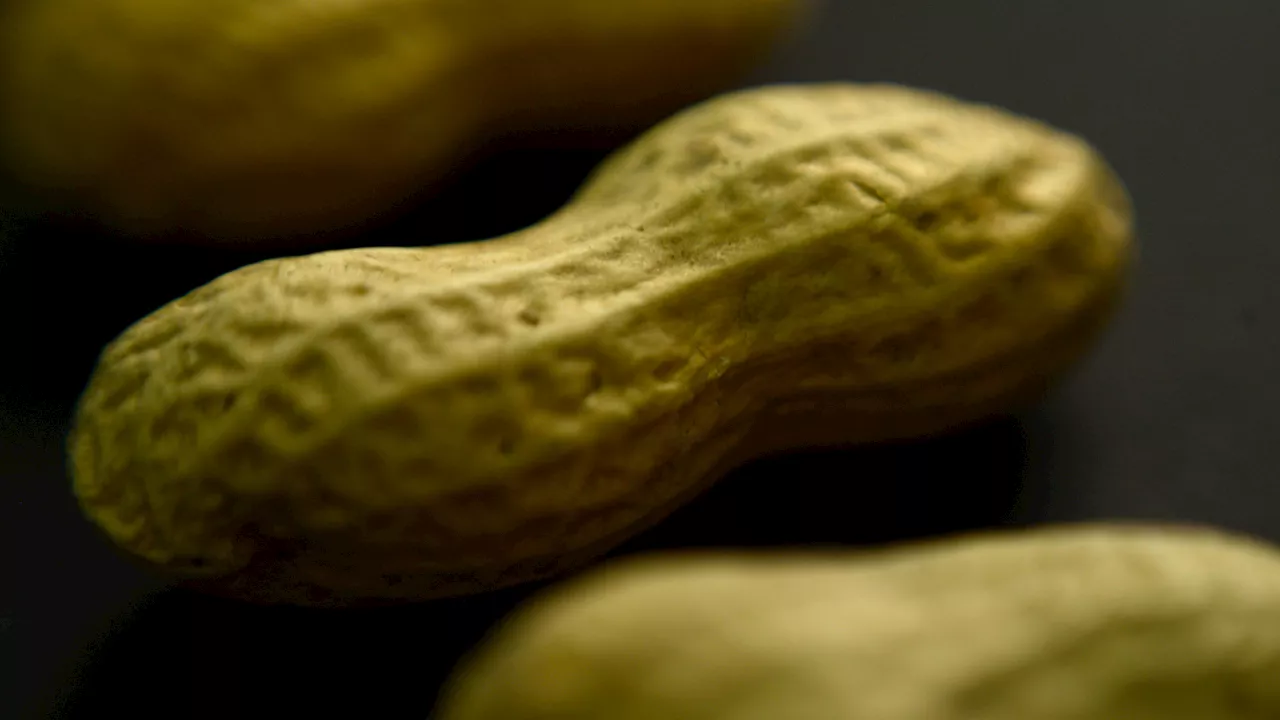 New study finds affordable cure for some peanut allergies, offering hope to thousands