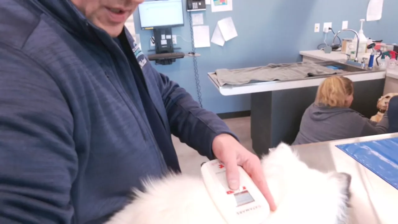 What to know after popular pet microchip registry abruptly closes