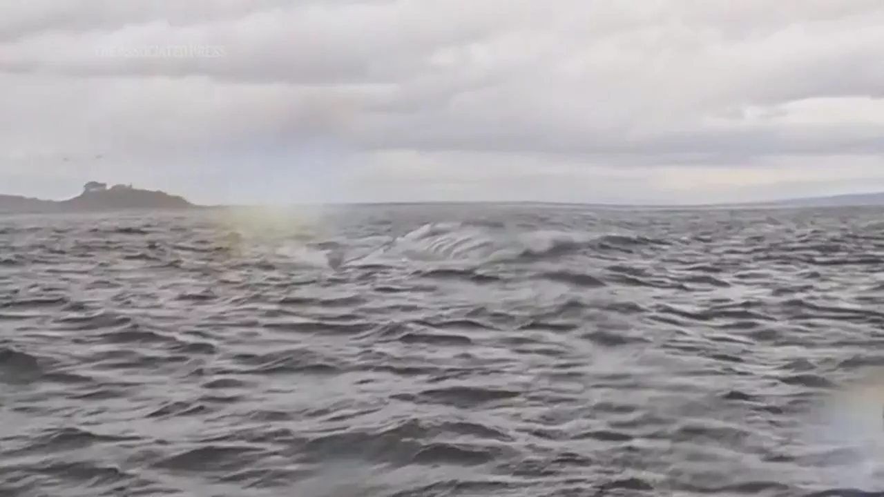 A humpback whale briefly swallows kayaker in Chilean Patagonia - and it's all captured on camera