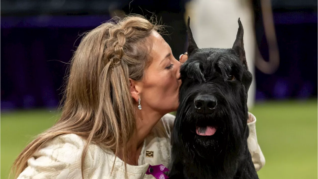 Un Schnauzer Gigante Vincitore: Monty è il Top Dog d'America 2025