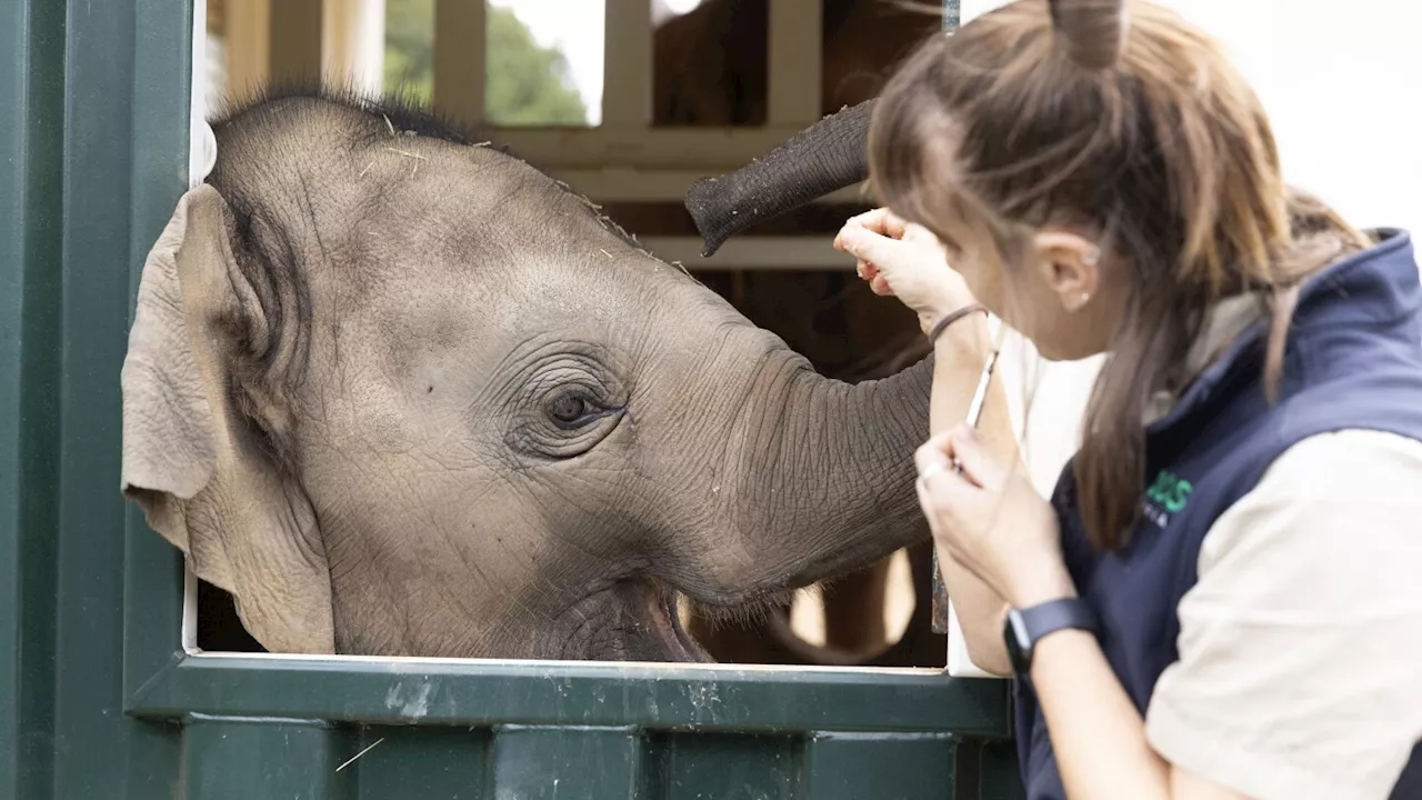 Elephant Herd Relocated to Werribee Open Range Zoo