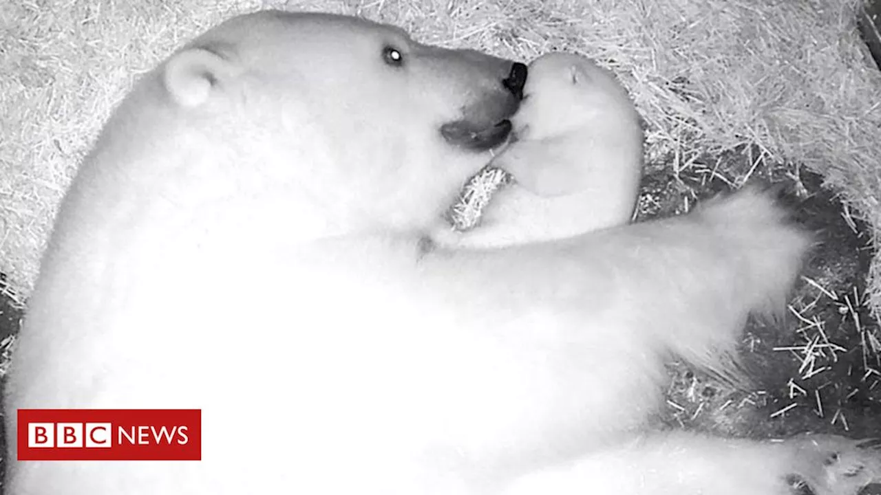 Ursa polar brasileira? Conheça Nur, a rara filhote nascida em aquário no Brasil