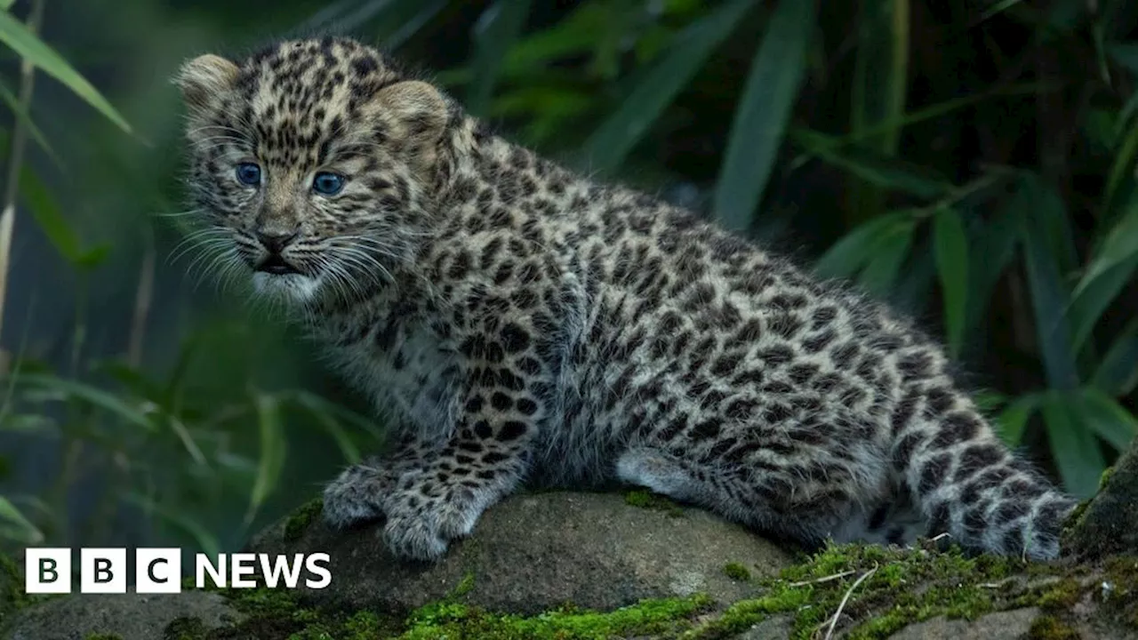 Brexit Hinders Animal Breeding Programs at Colchester Zoo