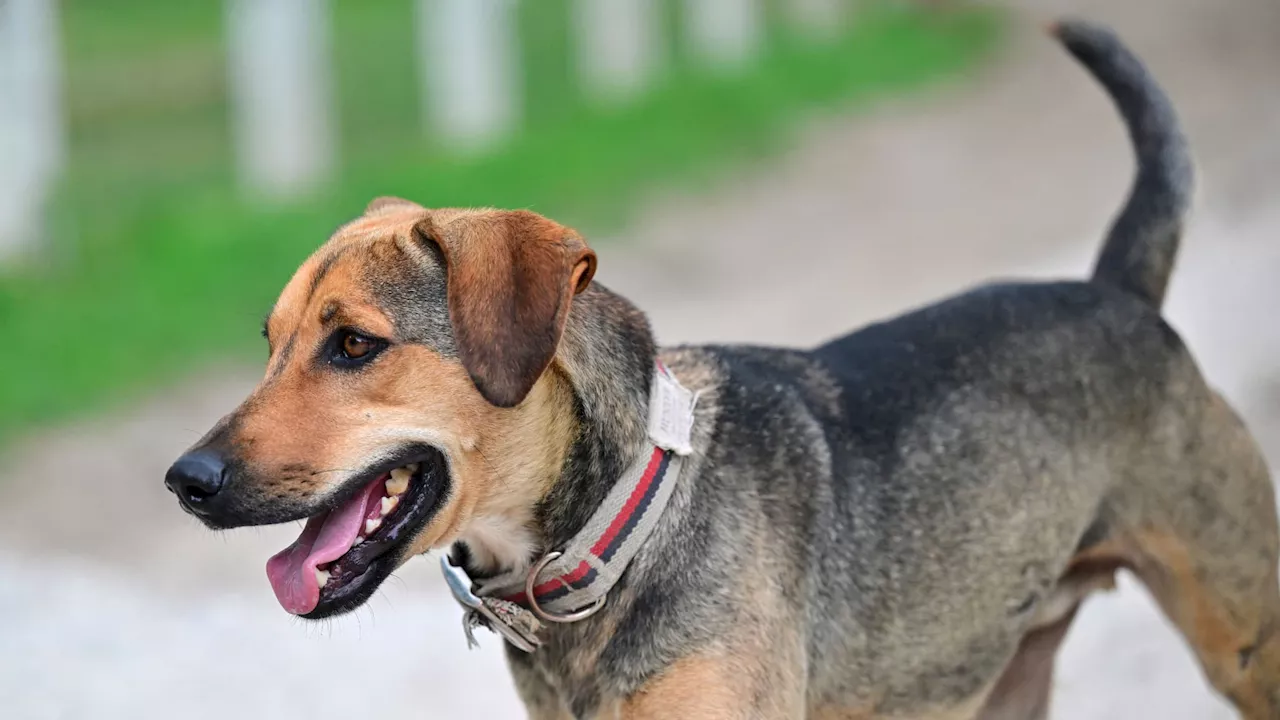 Bordeaux : L'empoisonnement des chiens crée l'effroi