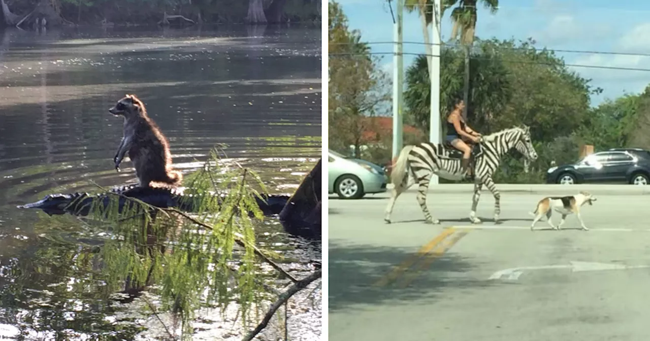 104 Wild Moments From Florida That Prove It's A State Like No Other