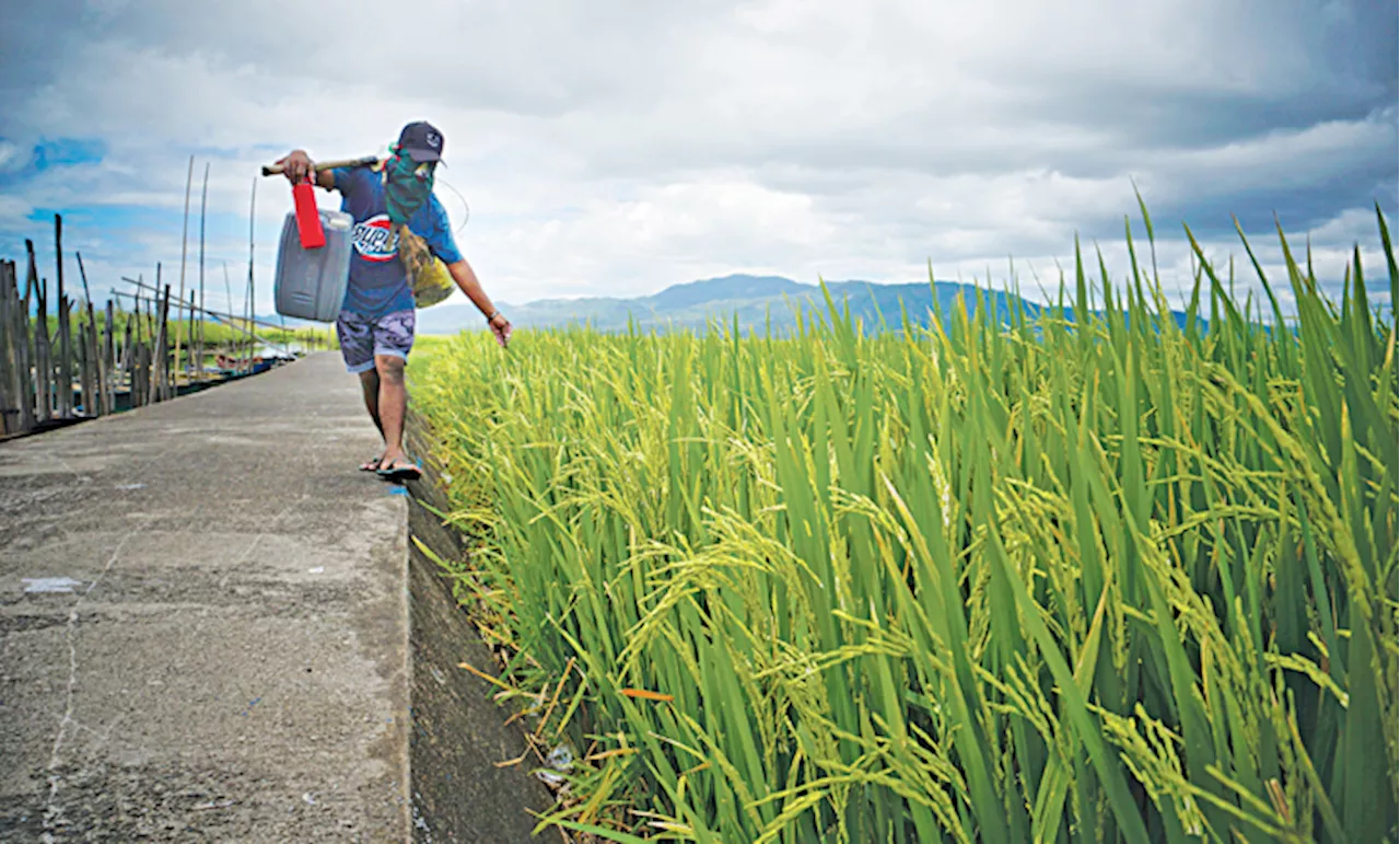 Philippine Palay Prices Drop in January Despite 2024 Record High