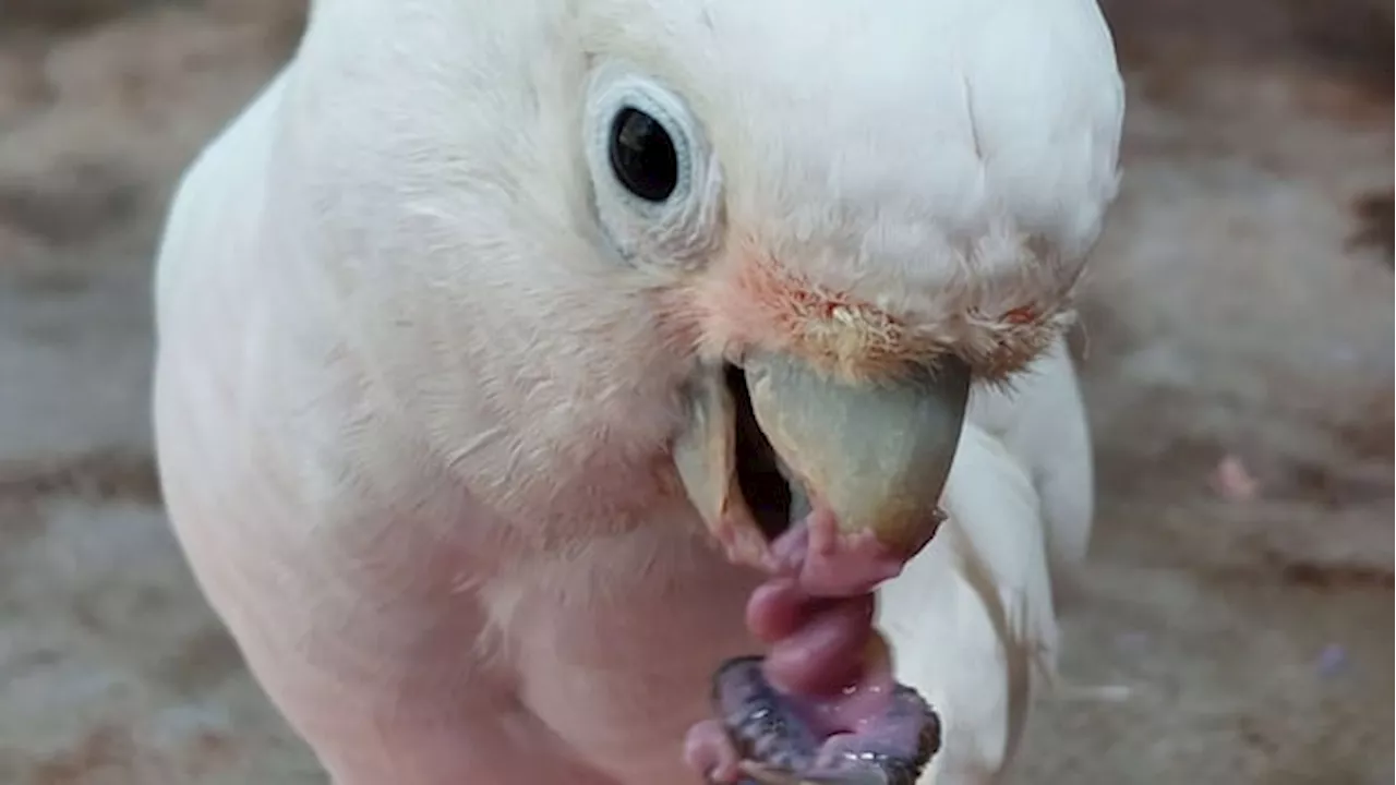 Cockatoos Dunk Food in Yogurt, Proving They're Savvy Problem Solvers