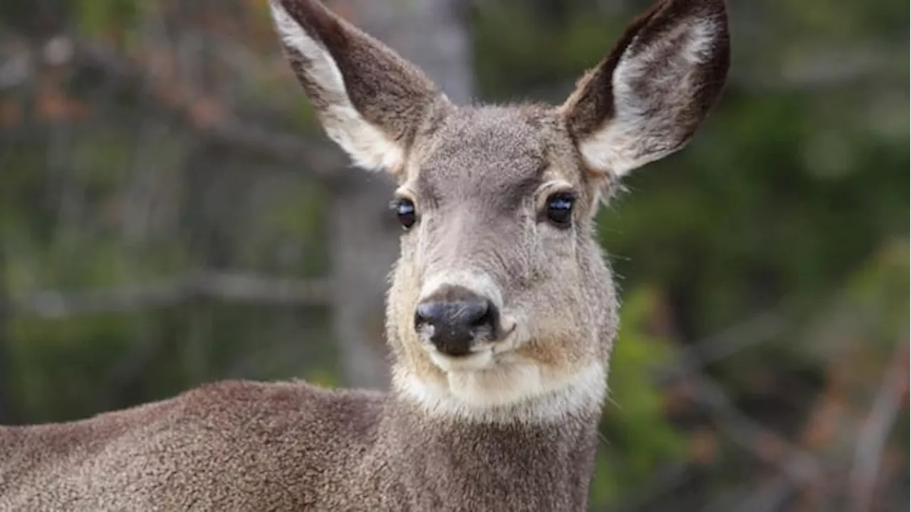 Chronic Wasting Disease: A Growing Threat to Wildlife and Public Health