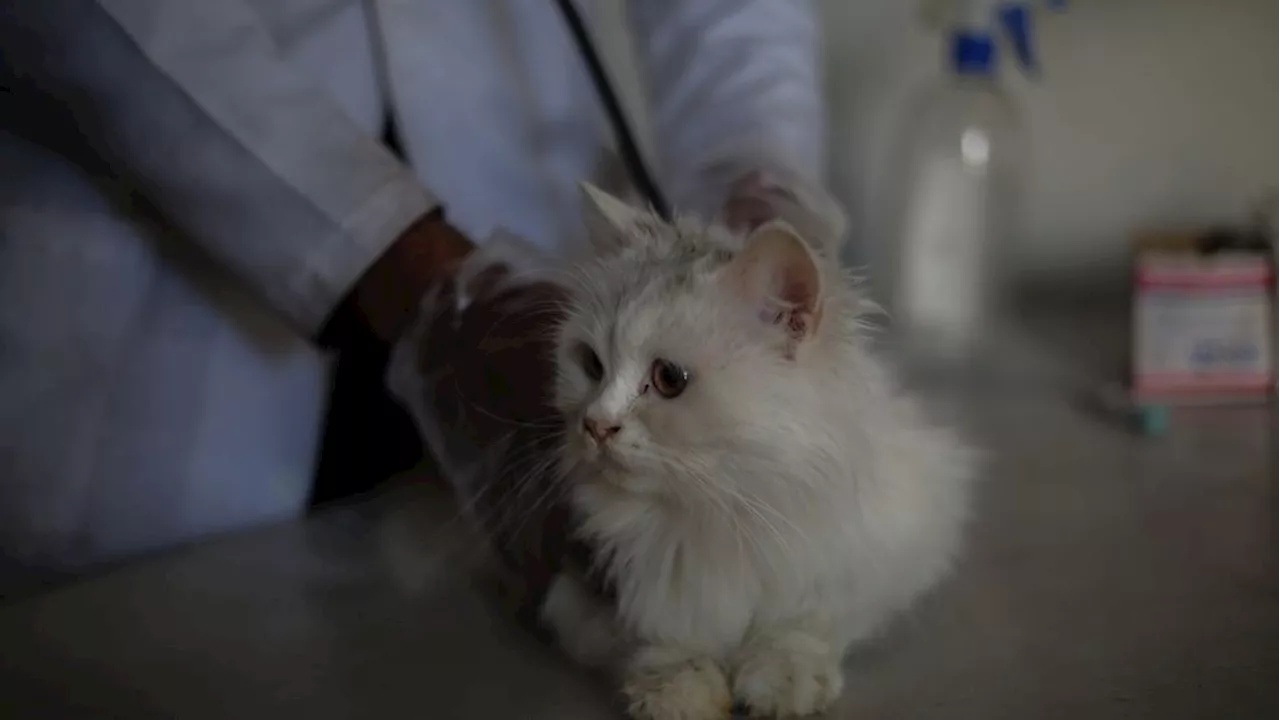 Gaza Vet Offers Care for Displaced Felines