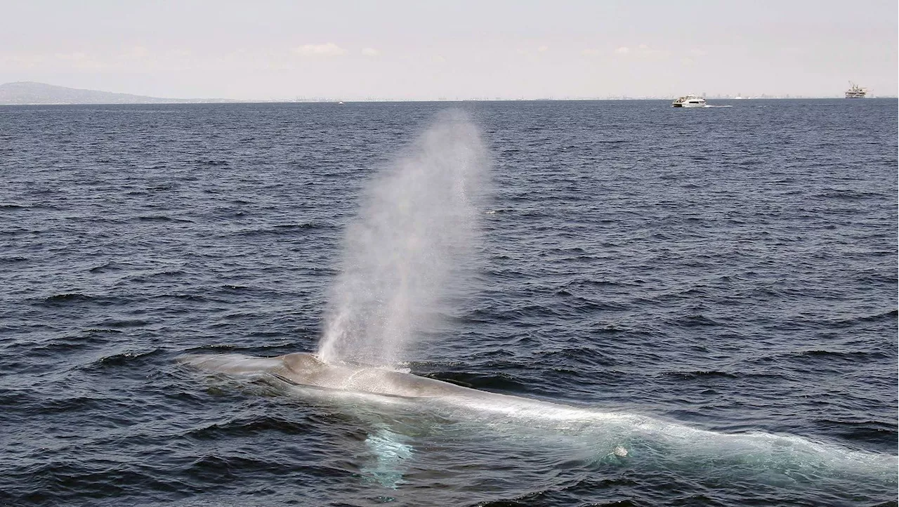 Baleen Whale Songs: A Tale of Two Tactics