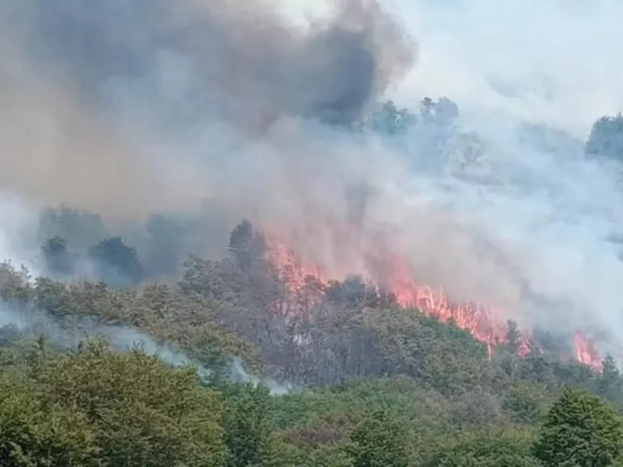 Incendios Descontrolados en la Patagonia: 15.200 Hectáreas Consumidas en el Parque Nacional Lanín