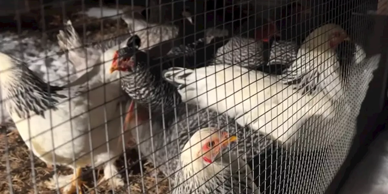 First Case of Avian Bird Flu Reported in Ohio