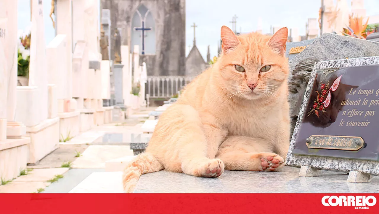 Gato escolhe cemitério como lar após morte do dono