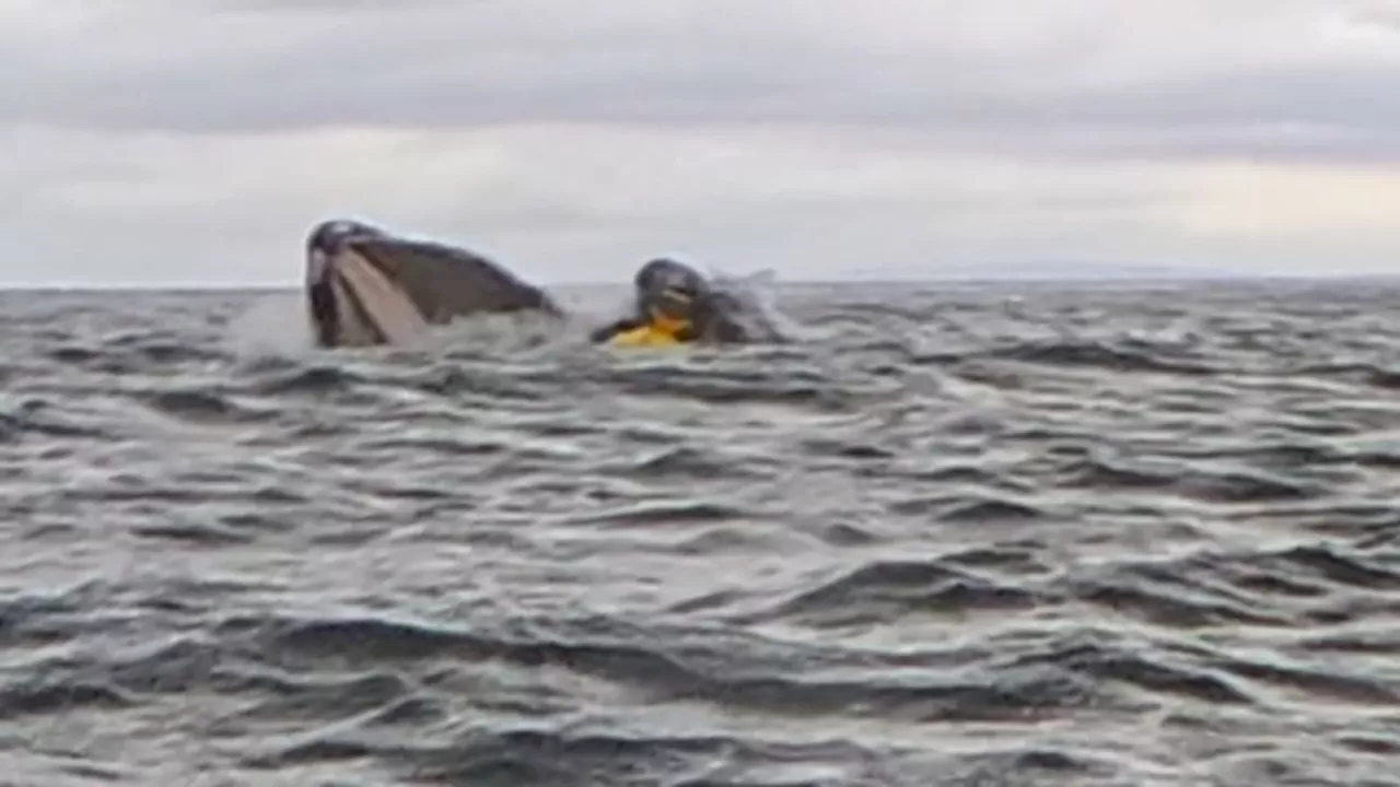 Padre e hijo rescatados por una ballena jorobada en Chile