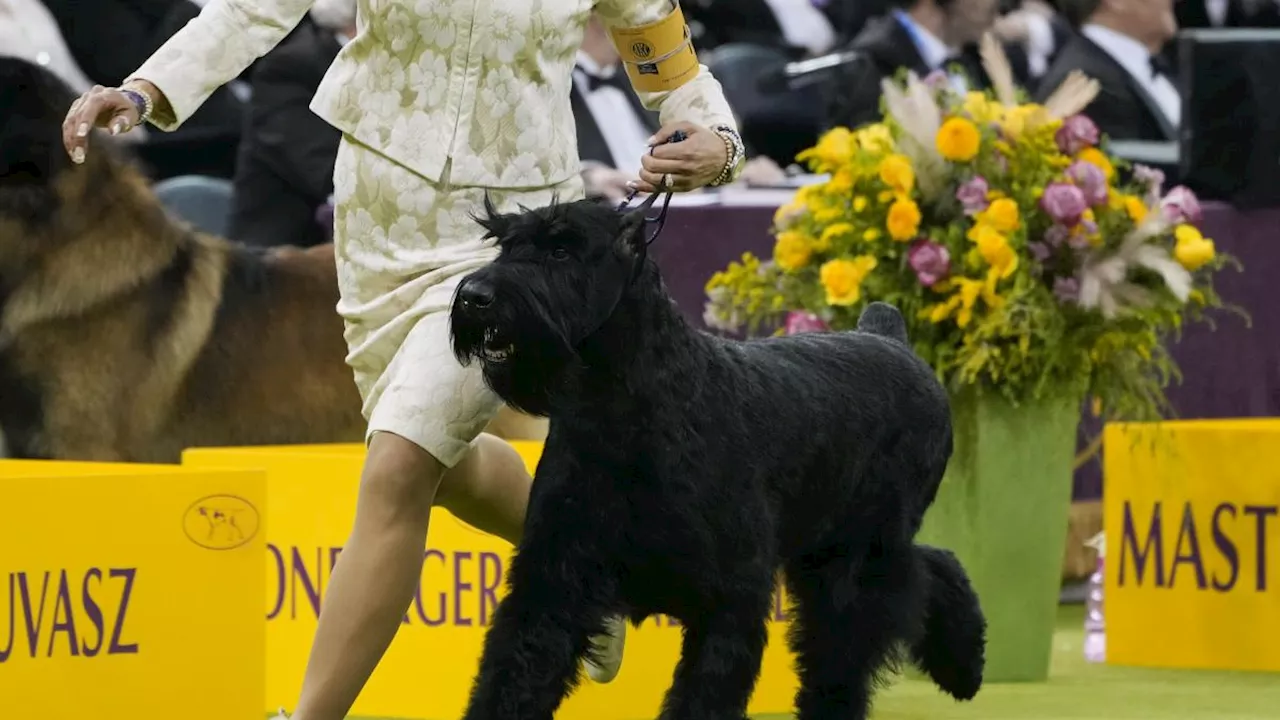 Monty, lo Schnauzer Gigante Nero, Vincitore del Westminster Kennel Club Dog Show